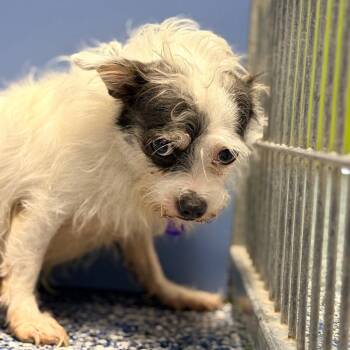 Squeak -  Maltese and Miniature Pinscher Dog for Adoption in Belleville, Illinois - Squeak | PetCurious