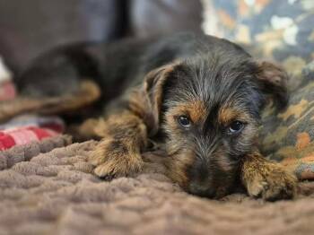 Mixed Breed Dogs Available for Adoption in De Pere, Wisconsin - Topaz | PetCurious