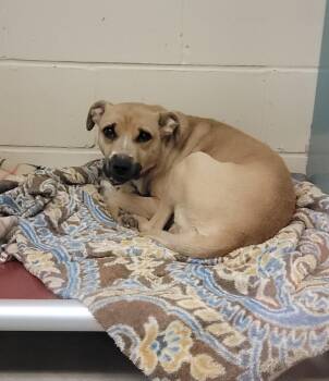Meyer -  Terrier and Mixed Breed Dog for Adoption in Columbia, Illinois - Meyer | PetCurious