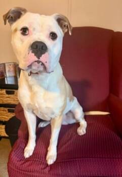 Graham -  American Staffordshire Terrier and Pit Bull Terrier Dog for Adoption in Bolivar, Tennessee - Graham | PetCurious