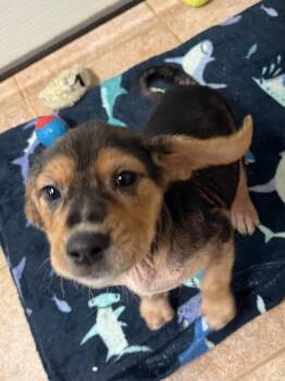 Beagle Dogs Available for Adoption - Gabby | PetCurious