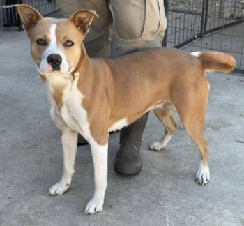 Pit Bull Terrier Dogs Available for Adoption in Eagle, Idaho - Delta *Courtesy Post. Out Of Town Pet. See Below For Details* | PetCurious