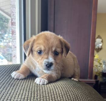 Rescue Labrador Retriever Dogs for Adoption in Washington, District Of Columbia - Babe Pumpkin | PetCurious