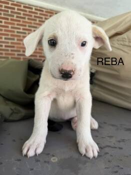 Reba -  Great Pyrenees Dog for Adoption in Copper Hill, Virginia - Reba | PetCurious