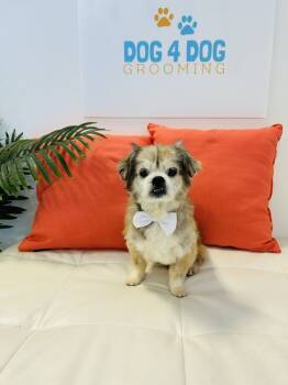 Rescue Shih Tzu Dogs for Adoption in Tulsa, Oklahoma - Dakota | PetCurious