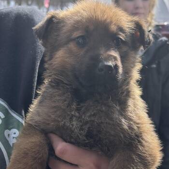 Irish Wolfhound Dogs Available for Adoption - P:ookie | PetCurious