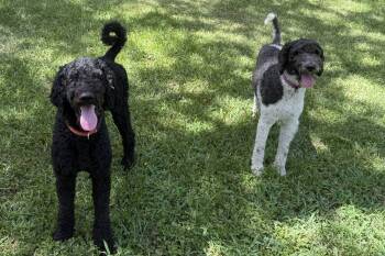 Hank and Heidi -  Poodle Dog for Adoption in Colleyville, Texas - Hank And Heidi | PetCurious