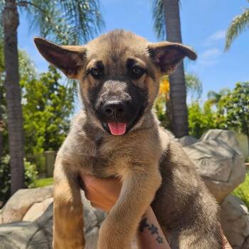Rue -  German Shepherd Dog Dog for Adoption in Whittier, California - Rue | PetCurious