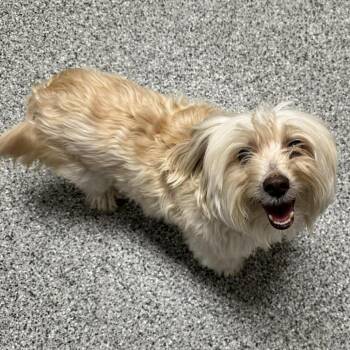 Maltese Dogs Available for Adoption - Jasper | PetCurious