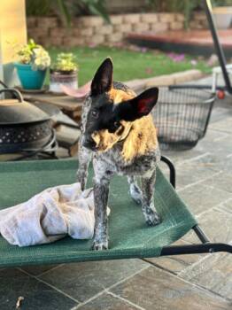 Norma Jean -  Australian Shepherd Dog for Adoption in La Verne, California - Norma Jean | PetCurious