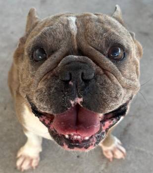 Penny -  French Bulldog Dog for Adoption in Fort Myers, Florida - Penny | PetCurious