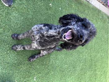 Jessie -  Standard Poodle Dog for Adoption in Semmes, Alabama - Jessie | PetCurious