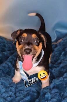 Rescue Chihuahua Dogs for Adoption in Tempe, Arizona - Lou | PetCurious