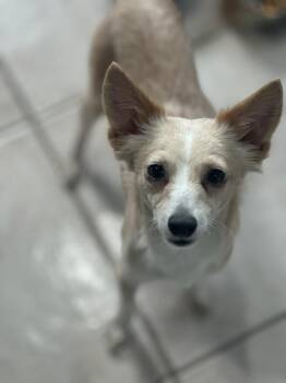 Walter -  Chihuahua Dog for Adoption in Woodstock, Ontario - Walter | PetCurious