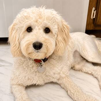 Mcgruff -  Poodle Dog for Adoption in Mead, Colorado - Mcgruff | PetCurious