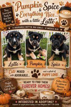 Pumpkin, Spice & Latte -  Rottweiler Dog for Adoption in Crystal Lake, Illinois - Pumpkin, Spice & Latte | PetCurious