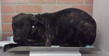 MIRANDA -  Staffordshire Bull Terrier and Mixed Breed Dog for Adoption in Houston, Texas - MIRANDA | PetCurious