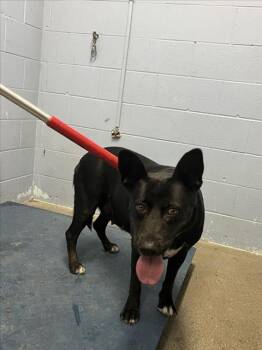 Rescue Pit Bull Terrier and German Shepherd Dog Dogs for Adoption in Woodland, California - STORM | PetCurious