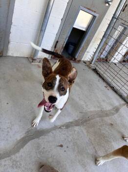 LIttle dog -  Pit Bull Terrier Dog for Adoption in Morgantown, Kentucky - LIttle Dog | PetCurious