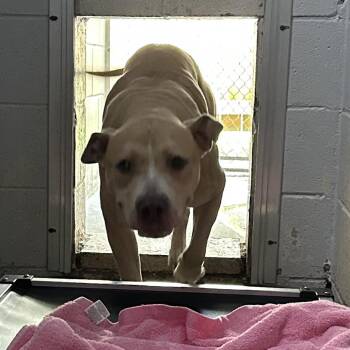Mixed Breed Dogs Available for Adoption in Summerville, South Carolina - Simba | PetCurious