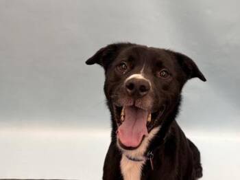 Snoop -  Labrador Retriever and Mixed Breed Dog for Adoption in Golden Valley, Minnesota - Snoop | PetCurious