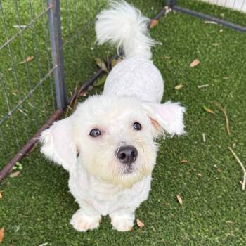 Peterpan 0202 -  Maltese and Mixed Breed Dog for Adoption in Loxahatchee Groves, Florida - Peterpan 0202 | PetCurious