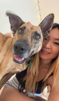 Boba from Taiwan -  Mixed Breed Dog for Adoption in Rockville, Maryland - Boba From Taiwan | PetCurious