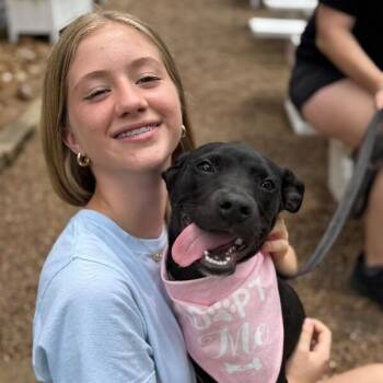 Jemma Sunshine -  Pit Bull Terrier and Labrador Retriever Dog Available for Adoption in Friendswood, Texas - Jemma Sunshine | PetCurious