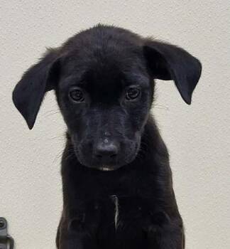 Sparkler -  Mixed Breed Dog for Adoption in Groveland, Massachusetts - Sparkler | PetCurious