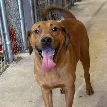 Surf -  Labrador Retriever Dog Available for Adoption in Columbia, South Carolina - Surf | PetCurious