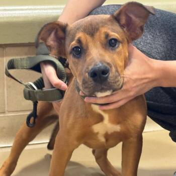 Sharky -  Mixed Breed Dog for Adoption in Winston-salem, North Carolina - Sharky | PetCurious