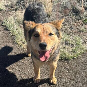 Shepherd and Mixed Breed Dogs Available for Adoption in Flagstaff, Arizona - Carny | PetCurious