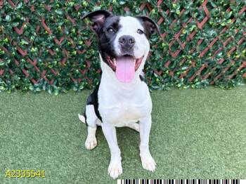 JETTY -  Mixed Breed Dog for Adoption in West Palm Beach, Florida - JETTY | PetCurious
