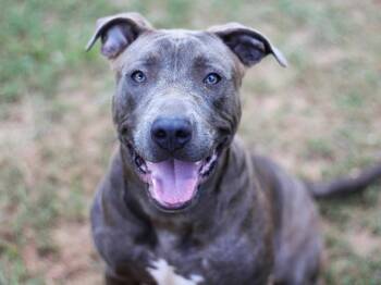 WAFFLE -  Blue Lacy and Mixed Breed Dog for Adoption in Tallahassee, Florida - WAFFLE | PetCurious