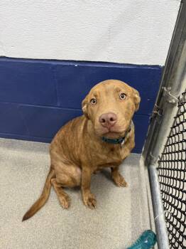 Pudge 5mo AVA 10/7 -  Terrier Dog for Adoption in Sterling, Massachusetts - Pudge 5mo AVA 10/7 | PetCurious