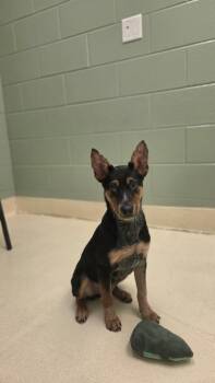 Leah -  Cattle Dog and Mixed Breed Dog for Adoption in Kalamazoo, Michigan - Leah | PetCurious