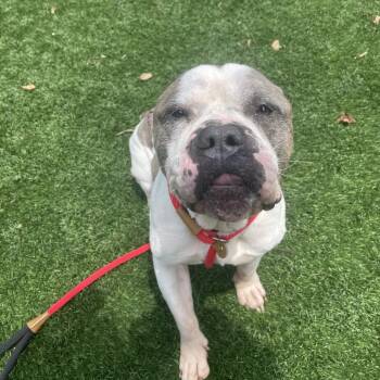 President Snow -  Mixed Breed Dog for Adoption in Saint Charles, Missouri - President Snow | PetCurious