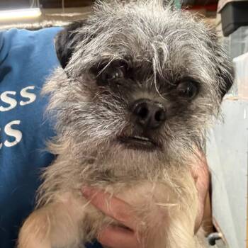 Pug and Terrier Dogs Available for Adoption - Patrick- City Of Industry Location | PetCurious