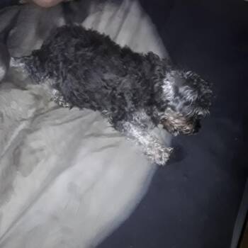 Gracie -  Schnauzer and Mixed Breed Dog for Adoption in Yuma, Arizona - Gracie | PetCurious