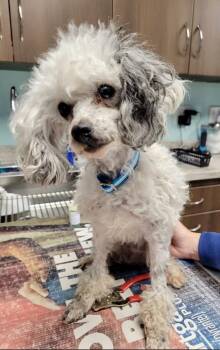 Rescue Miniature Poodle Dogs for Adoption in Norfolk, Virginia - Madison | PetCurious
