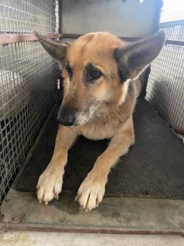 Shayla -  German Shepherd Dog Dog Available for Adoption in Belton, Texas - Shayla | PetCurious