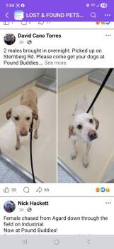 Labrador Retriever and Hound Dogs Available for Adoption in Muskegon, Michigan - Sherlock | PetCurious