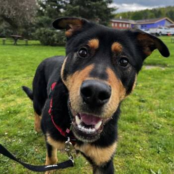 Mixed Breed Dogs Available for Adoption in Fairport, New York - Ace | PetCurious