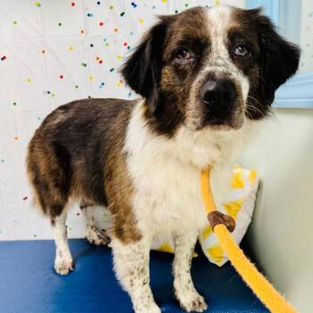 Lucy -  Australian Shepherd Dog for Adoption in Lebanon, Missouri - Lucy | PetCurious