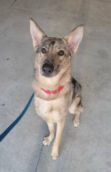 LILLITH -  Dutch Shepherd and Mixed Breed Dog for Adoption in St. Peters, Missouri - LILLITH | PetCurious