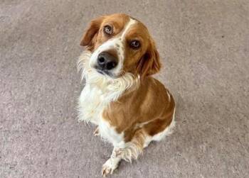 Terrier Dogs Available for Adoption in Brentwood, Missouri - ABILENE | PetCurious