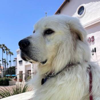 Great Pyrenees Dogs Available for Adoption in Los Angeles, California - Bubba | PetCurious