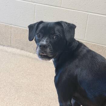 Eevee -  Labrador Retriever and Beagle Dog for Adoption in Bristol, Indiana - Eevee | PetCurious