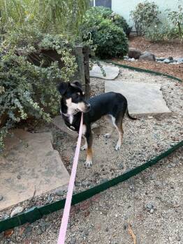 Thelma -  Dachshund and Chihuahua Dog for Adoption in Lincoln, California - Thelma | PetCurious