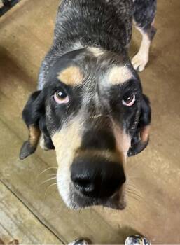 Boomer -  Bluetick Coonhound Dog for Adoption in Lexington, Massachusetts - Boomer | PetCurious
